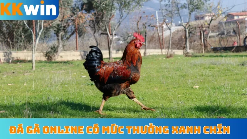 Đá gà online có mức thưởng xanh chín