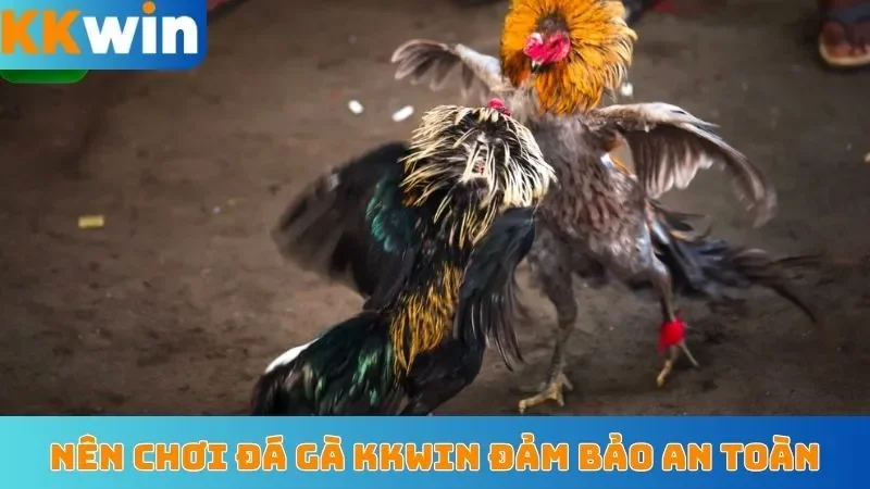 Nên chơi đá gà KKwin đảm bảo an toàn