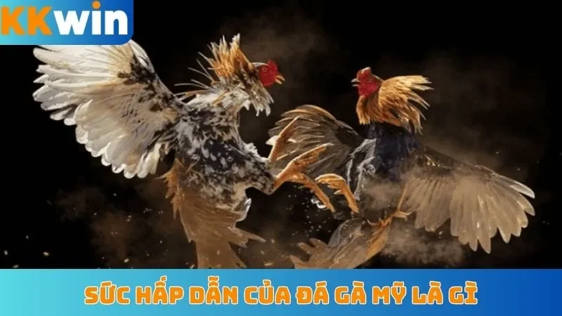 Sức hấp dẫn của đá gà Mỹ là gì