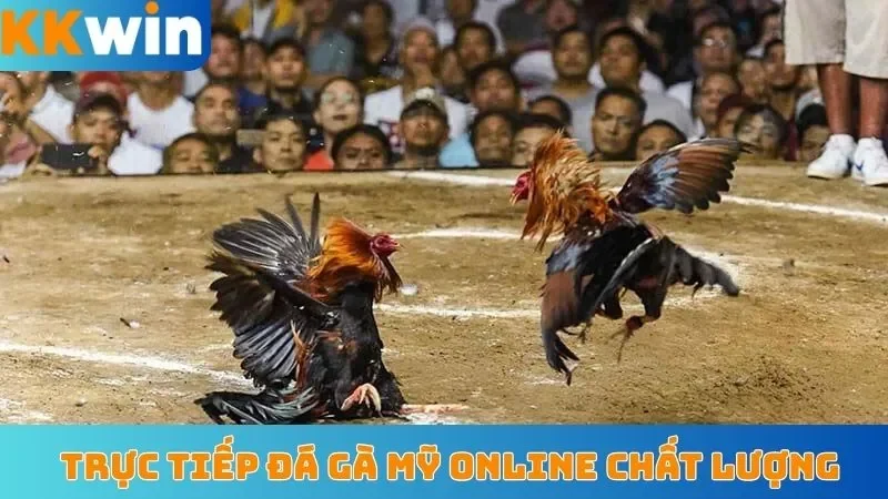Trực tiếp đá gà Mỹ online chất lượng