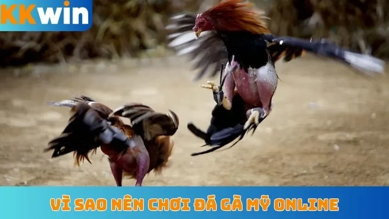 Vì sao nên chơi đá gà Mỹ online